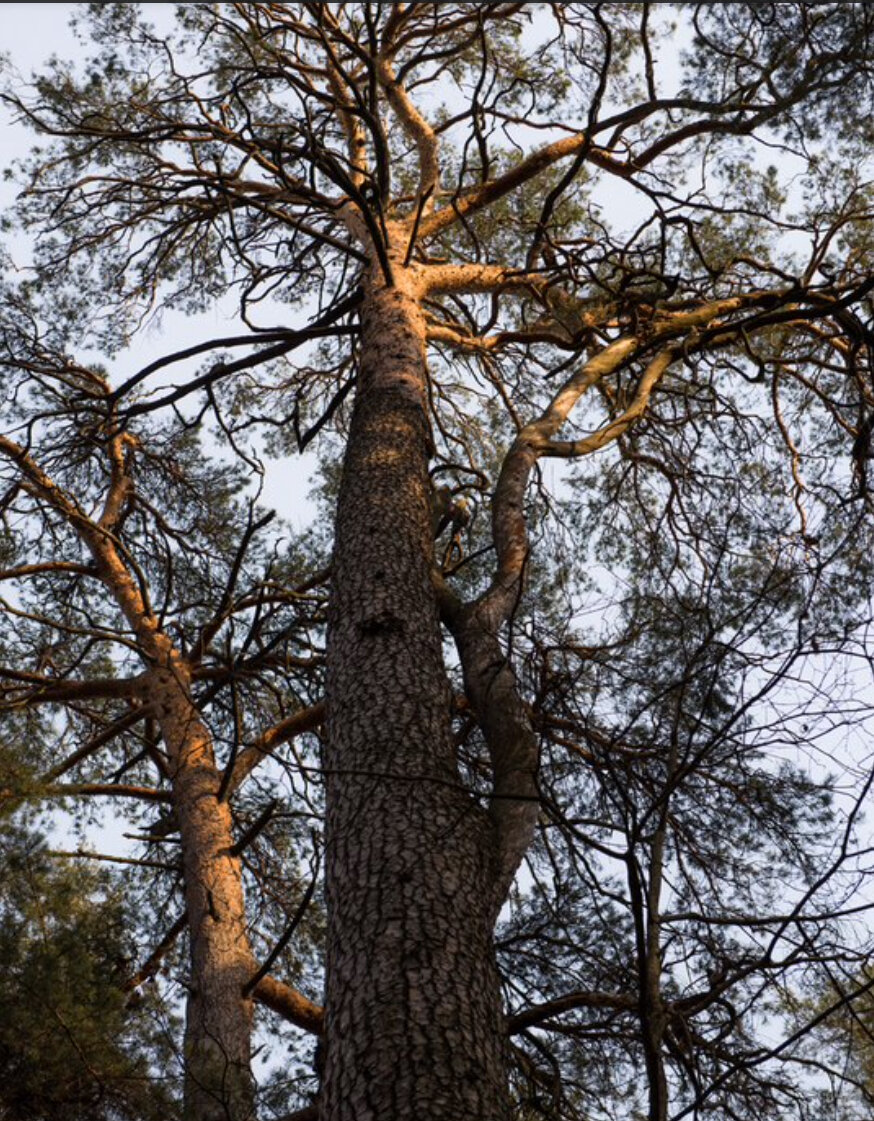 Фото канал OBRAZ