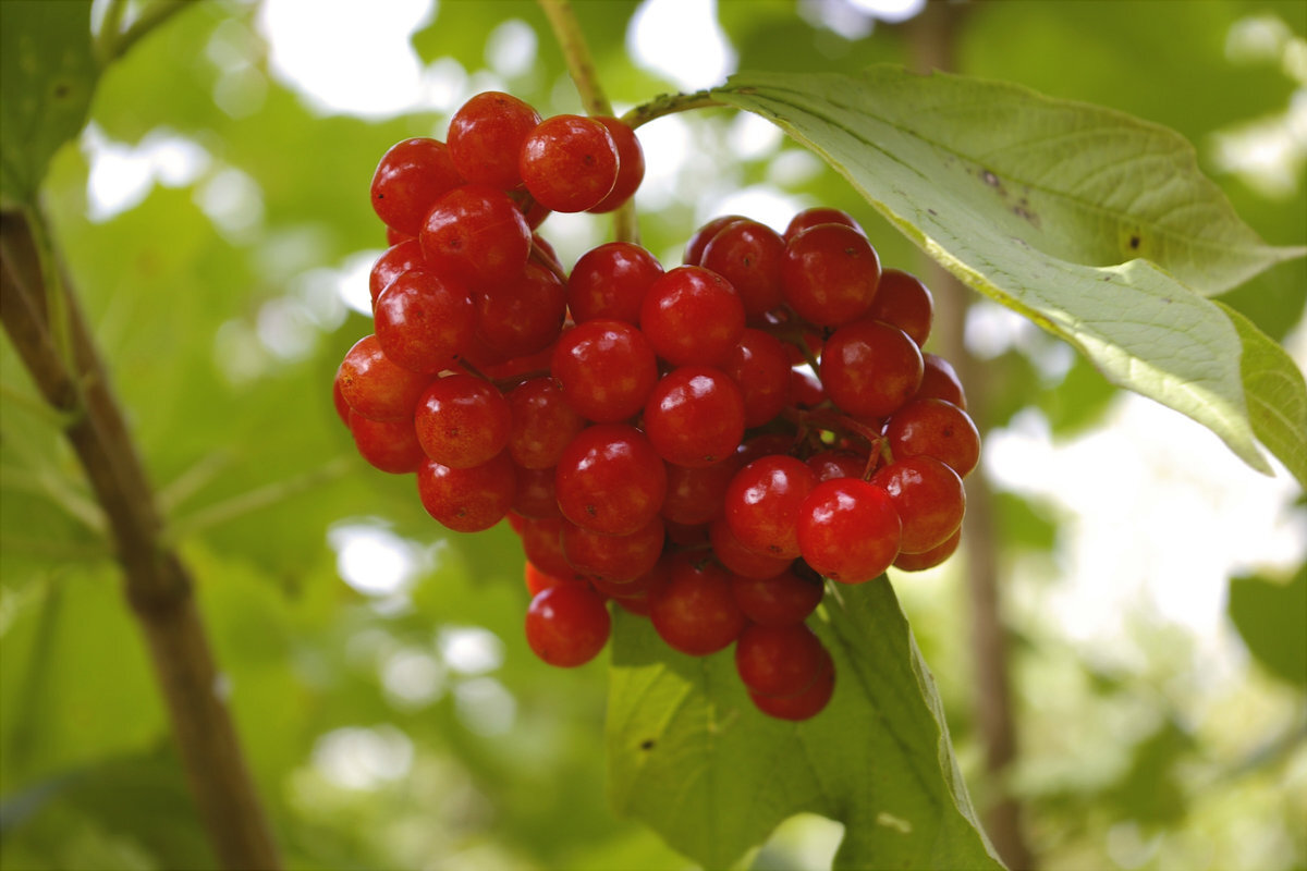 А у вас растёт калина на участке?