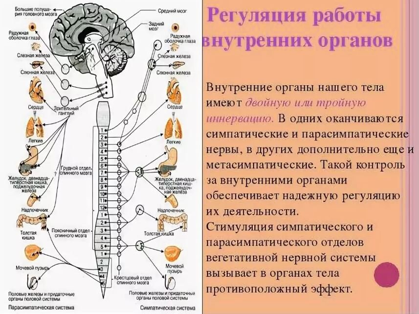 Схема иннервации глотки