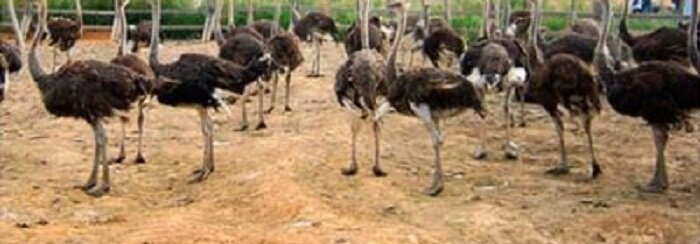Страусиная ферма