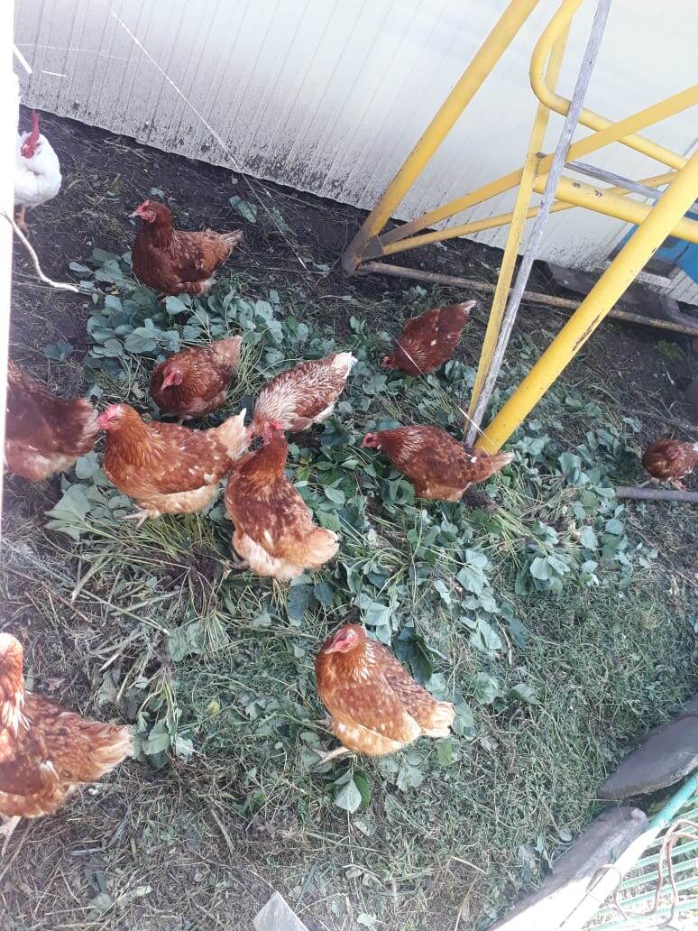 Мои курочки, которые несут золотые яйца