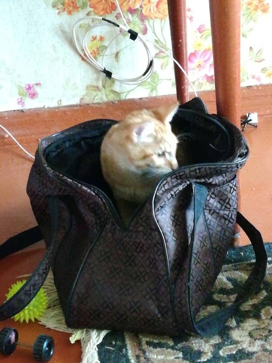 В сумке было намного уютнее и удобнее, а учитывая раннюю сибирскую весну, то и теплее.