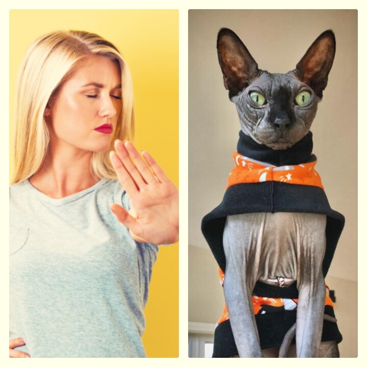 5 причин не заводить сфинкса