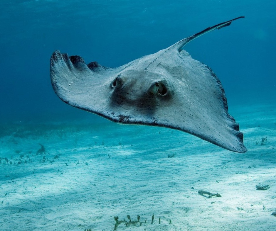 Фото из открытых источников yandex.ru