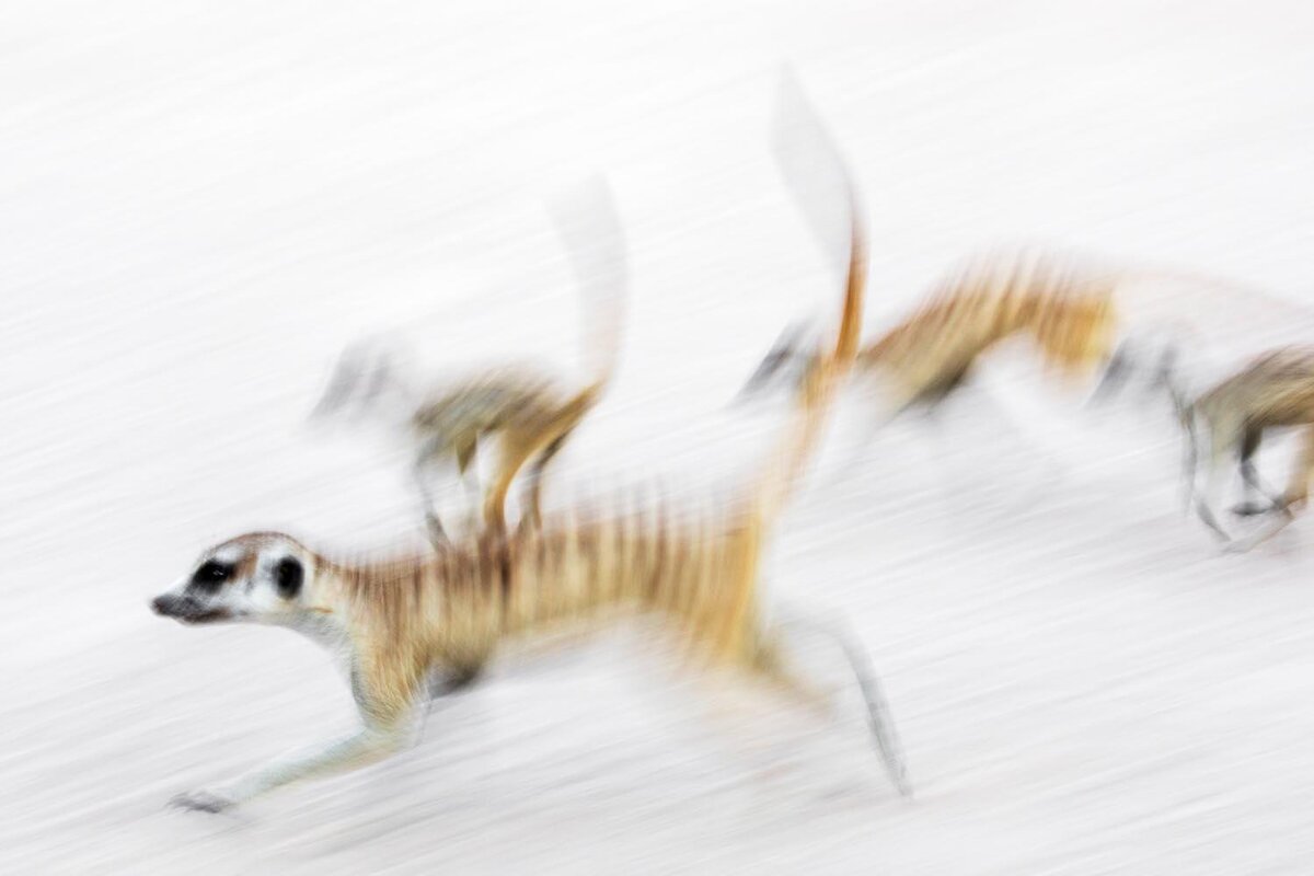 Zweiter Platz. Номинация "Звери", Второе место.