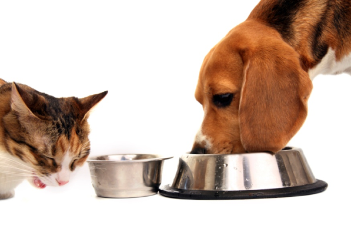 Животные и корм. Миска с кормом для собак. Кошка и собака едят корм. Собака ест из миски.
