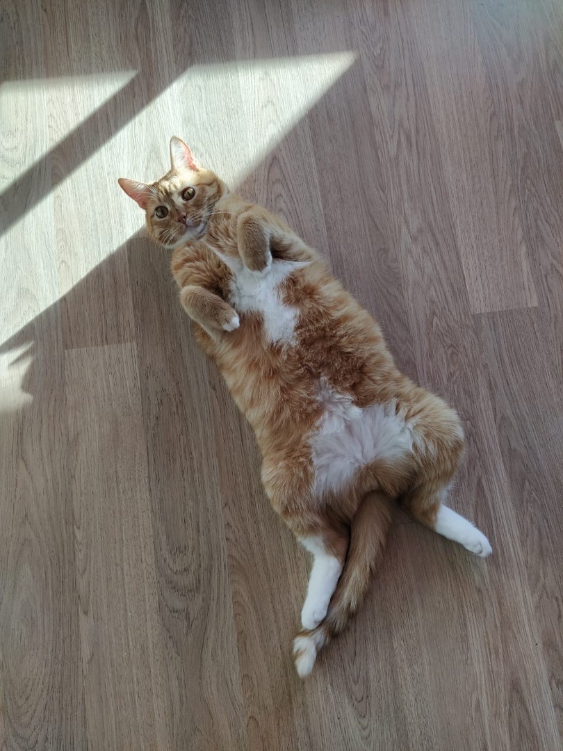 Кот Януш выпускник Банда Дворян