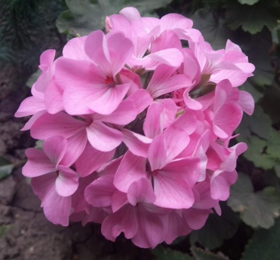 Корень, стебель и лист. Личное фото. 