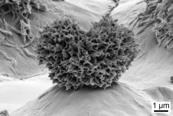 Фото из открытых источников.