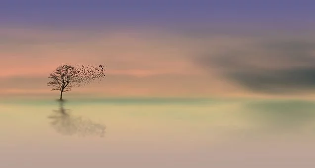 https://pixabay.com/photos/dawn-tree-dusk-birds-abendstimmung-3358468/