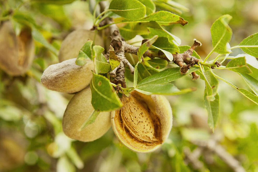 Раскрывать удобно при помощи монетки или скорлупки от уже раскрытого ореха, вставляя её в щёлку и поворачивая