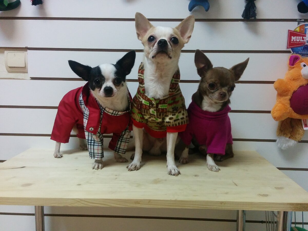 Забор крови как правило осуществляется из вены на лапе в специальную пробирку с активатором свертывания или антикоагулянтом. 