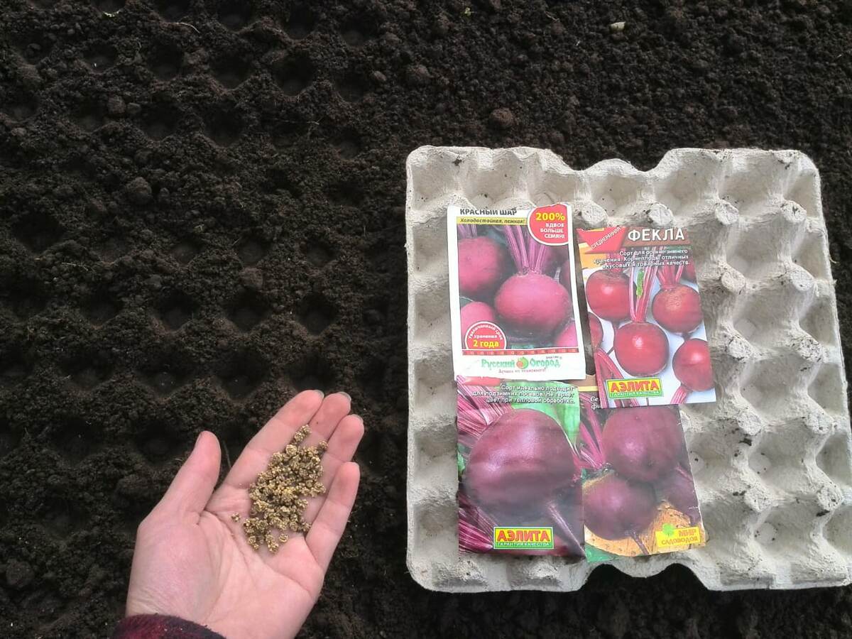 Посев свеклы под зиму.