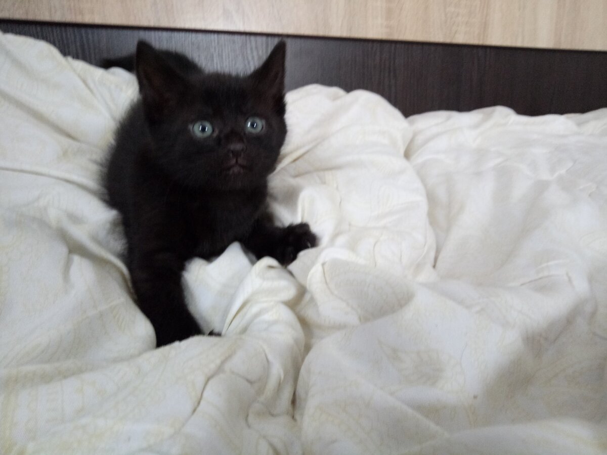 Кот Тайсон