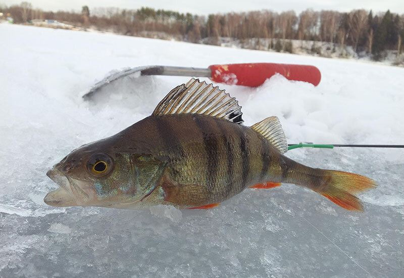 Ловля на мормышку зимой