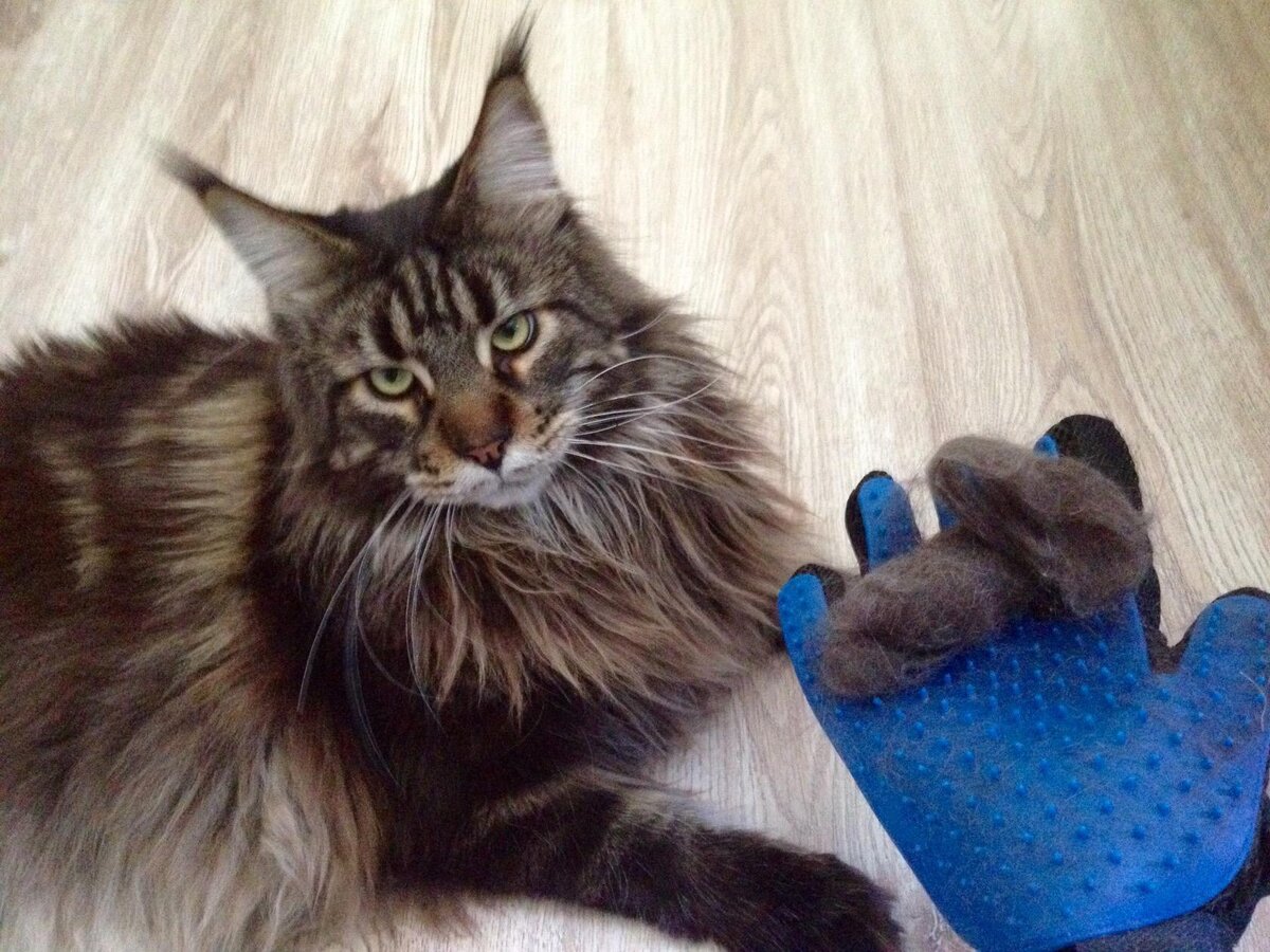 Даже эту варежку он не воспринимает