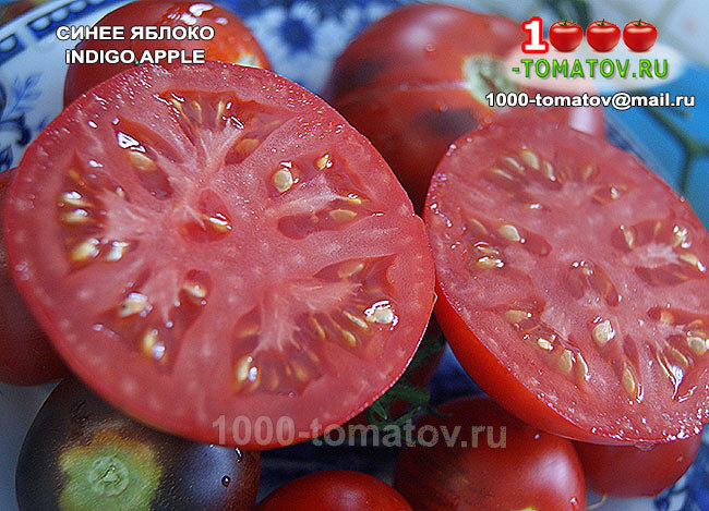 Томат СИНЕЕ ЯБЛОКО INDIGO APPLE фото 2