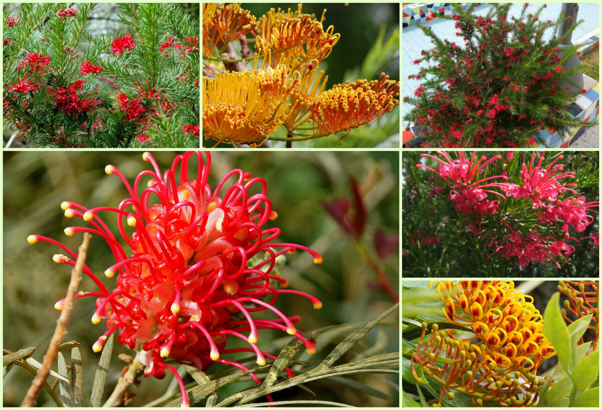 Цветы австралии фото с названиями