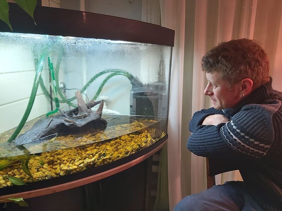 Илистые прыгуны