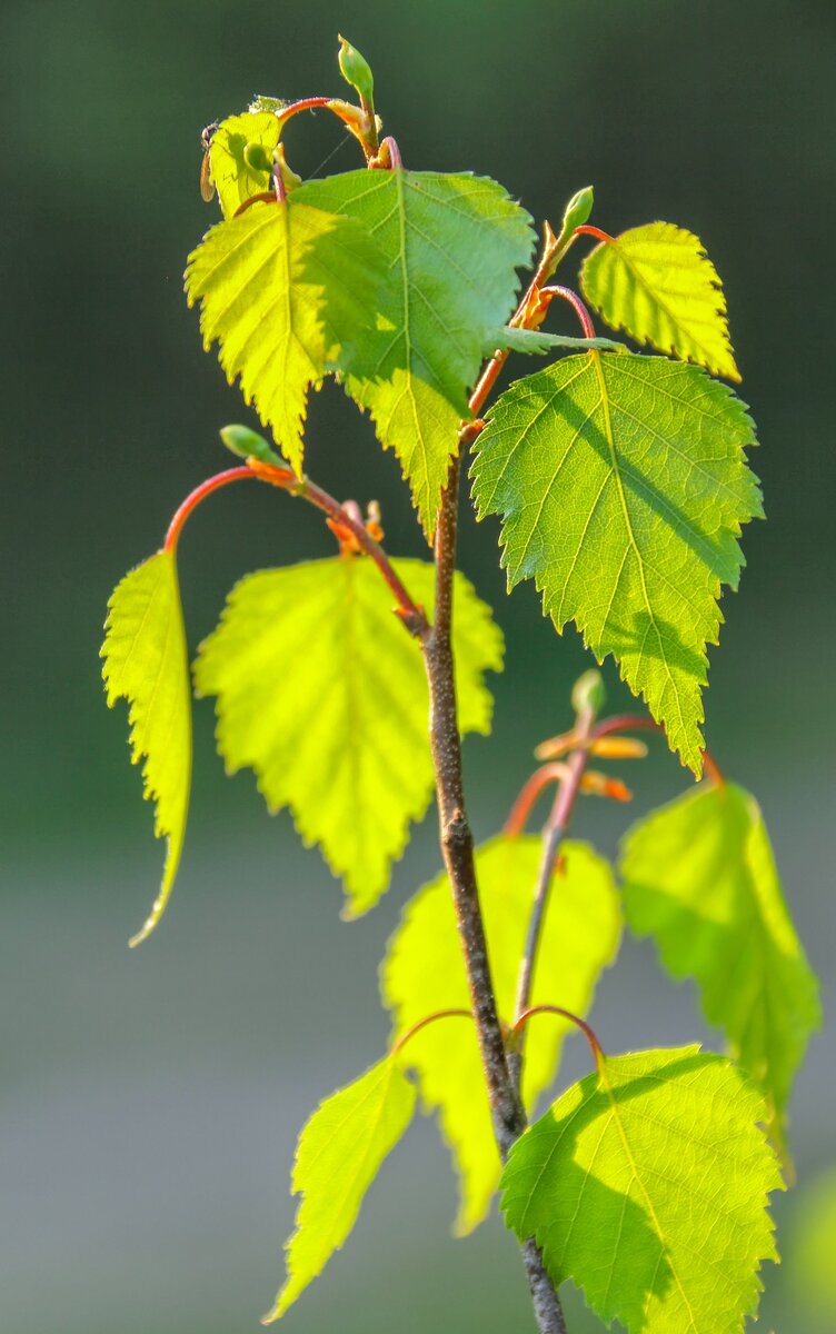 Лист березы собирают весной в апреле - мае, пока они молодые и  нежные  Фото взято с pixabay