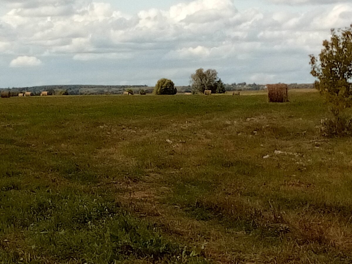 Рязанские поля