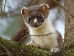 фото из открытого источника