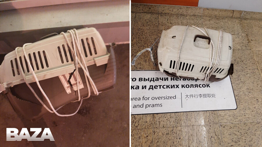 Фото: База