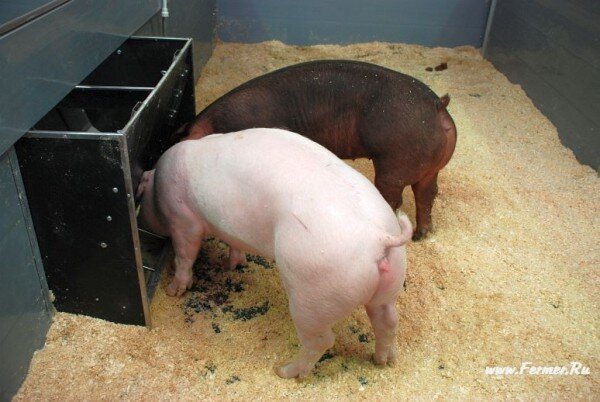 свинка начинает приходить в охоту