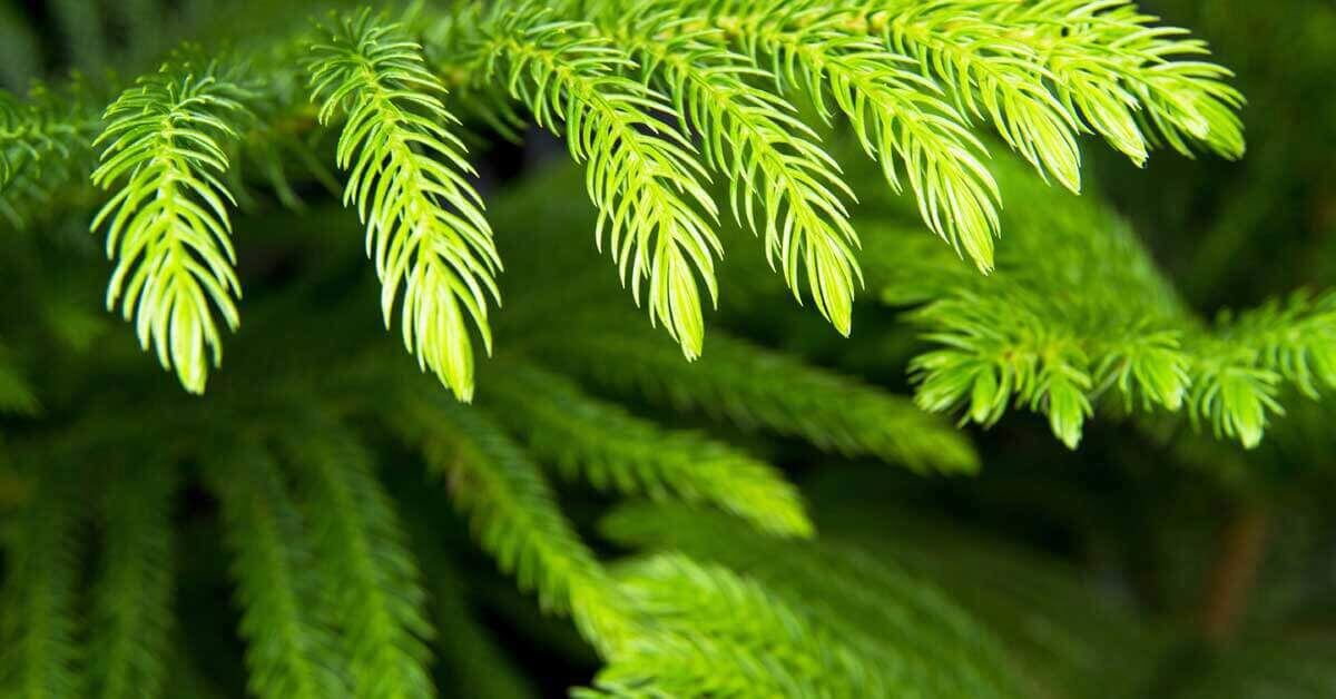 День приносит счастье и успех во всех благих начинаниях