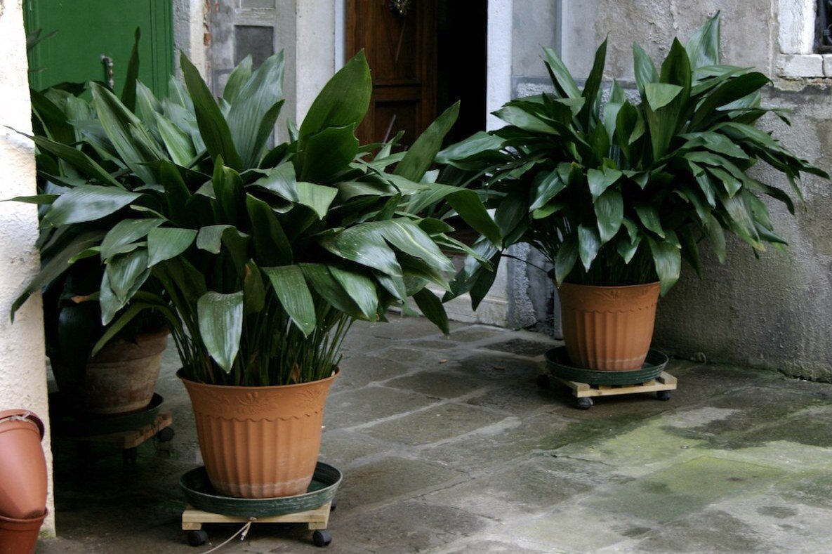 Фотография 2. Аспидистра в горшках