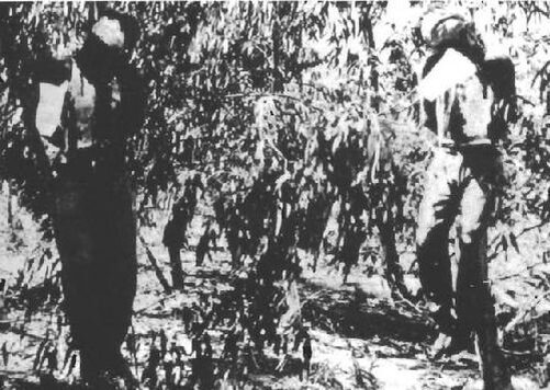 Повешенные боевиками Иргуна сержанты британской армии.