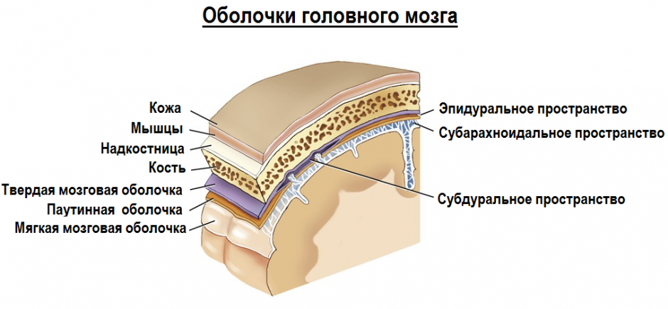 Какие оболочки мозга. Эпидуральное и субдуральное пространство. Субдуральное пространство головного мозга. Эпидуральное субдуральное субарахноидальное пространство. Оболочки головного мозга эпидуральное.