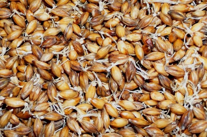 Солод с ростками