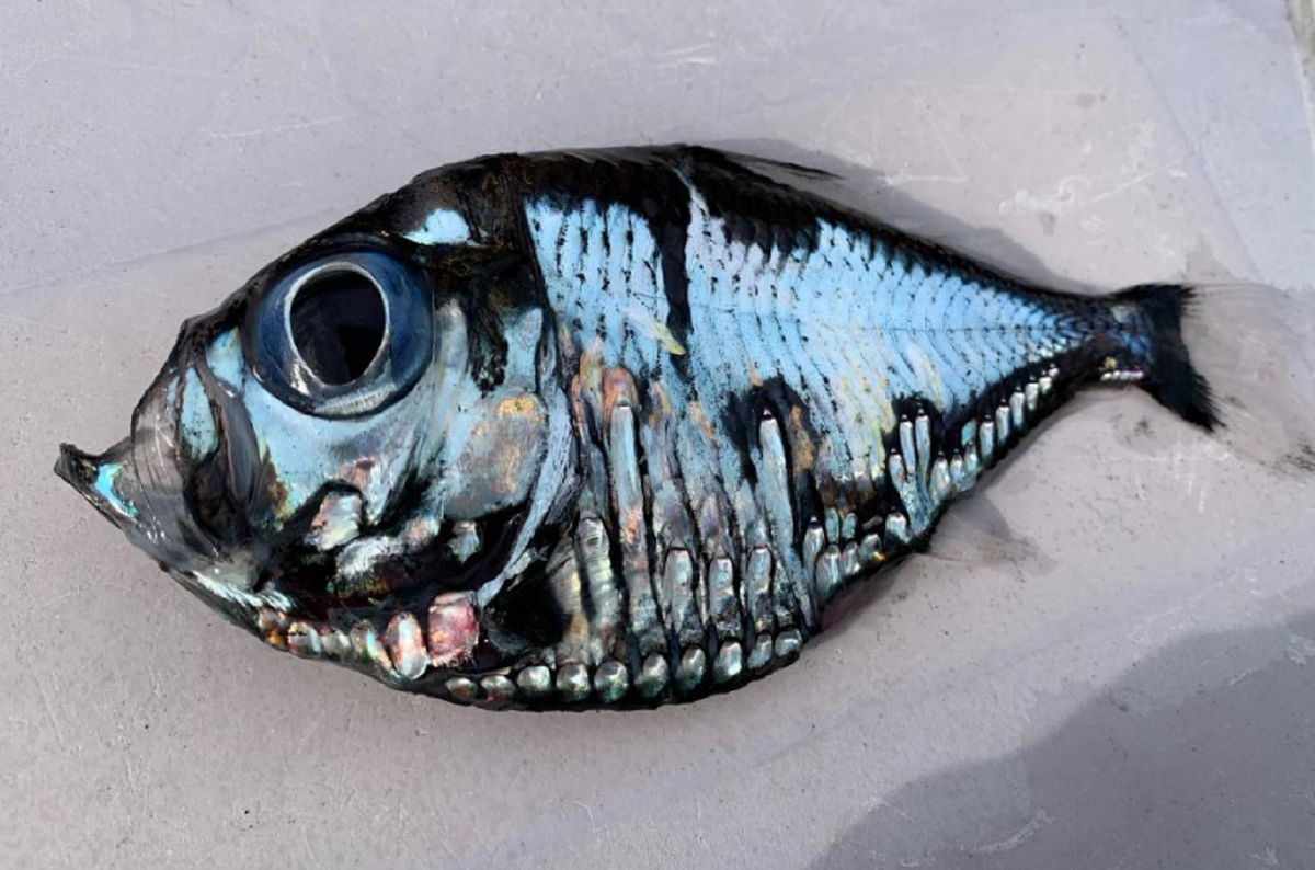 фото из сети Интернет