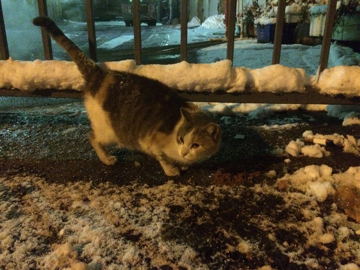 немного тепла для Зефирки