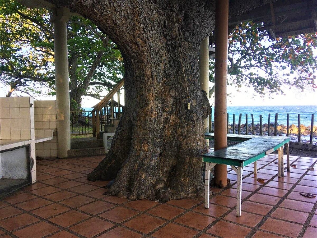 Интересно, сколько лет такое дерево может простоять?