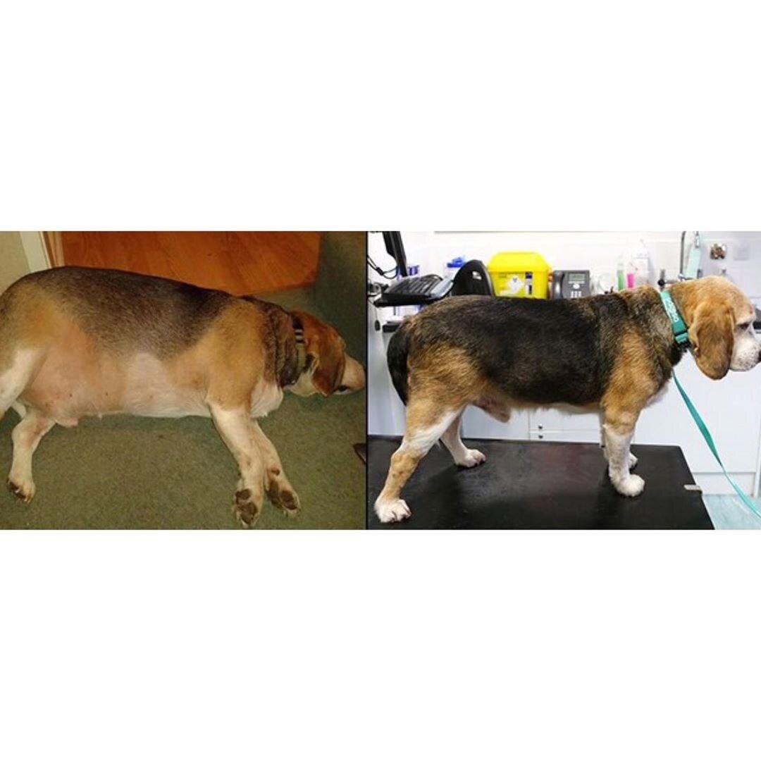 Лабрадор 100кг. Собака очень похудела. Такса 15 кг. Собака очень похудела. Алиментарная дистрофия у животных.