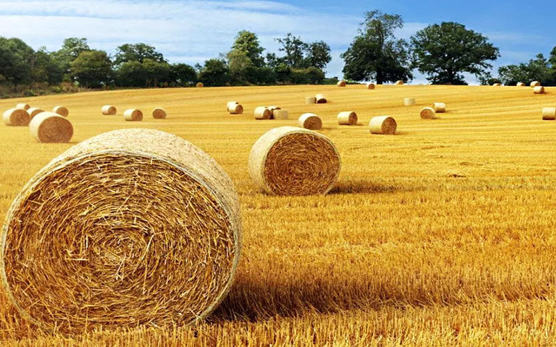 Солома отличный вариант для мульчирования клубники и овощных культур, но ждите новых сорняков.