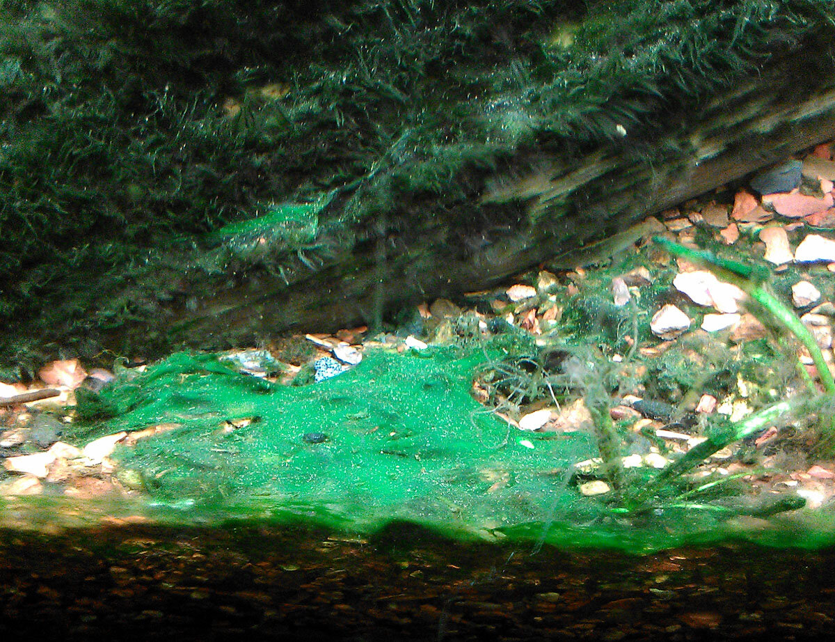 Водоросли на стеклах. Синезеленые водоросли в аквариуме. Цианобактерии в аквариуме. Сине-зеленые водоросли цианобактерии в аквариуме. Cyanobacteria в аквариуме.