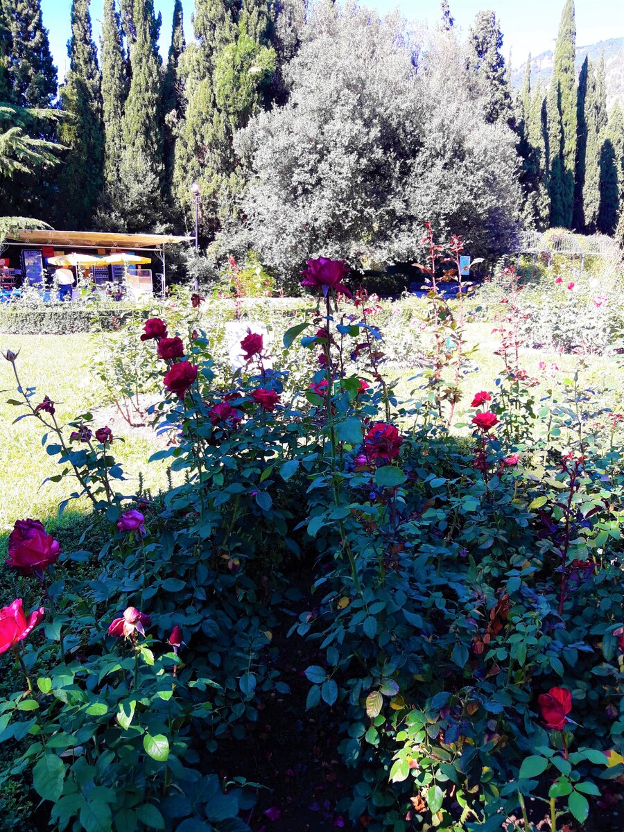 Посетили Никитский ботанический сад (Крым): хрустальная симфония от игры на бокалах, розы и вечнозеленые деревья