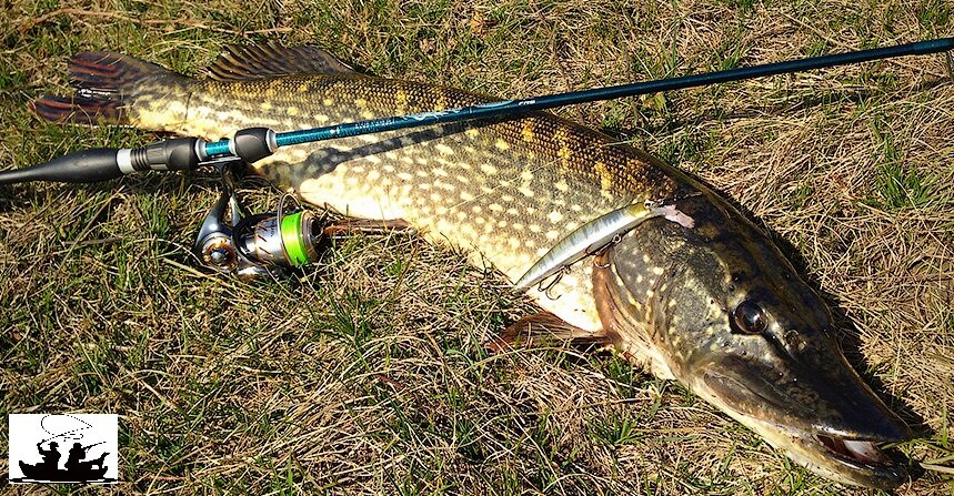 Щука на спиннинг, поймана также на один из известных воблеров.