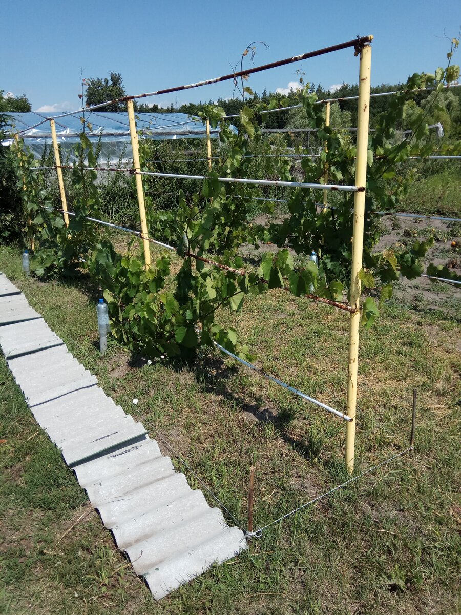 Для винограда своими руками фото