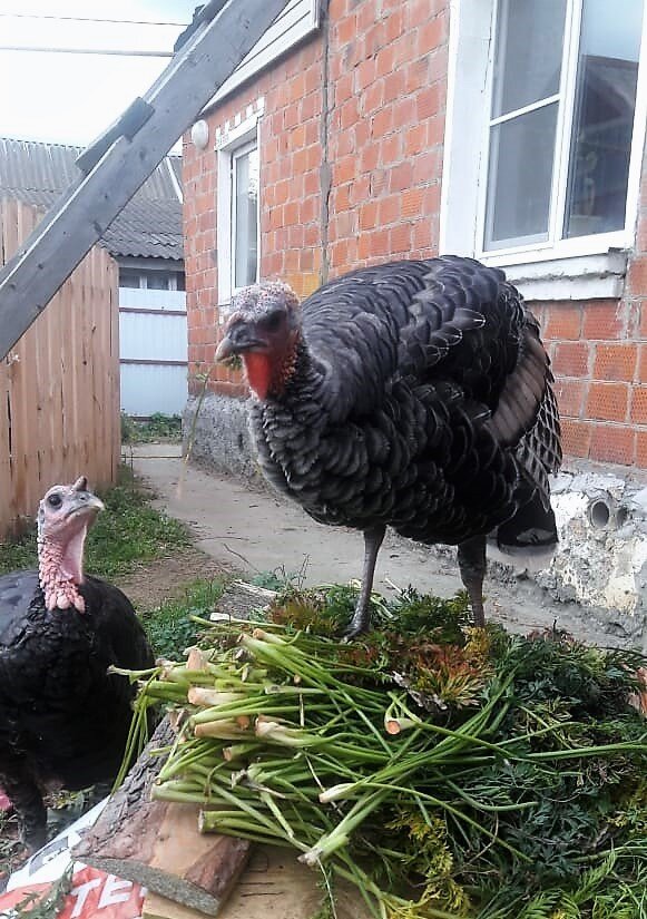 Кушаем, растем!