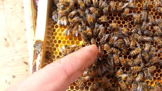 Перевод рабочих пчел на корм с раствором