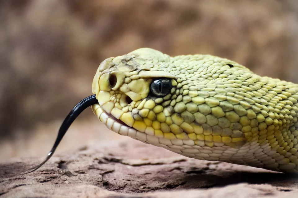 Гремучая змея 2019. Пресмыкающее полоз. Ядовитые пресмыкающиеся змея. Змея Тайпан голубая. Рептилия - гадюка.