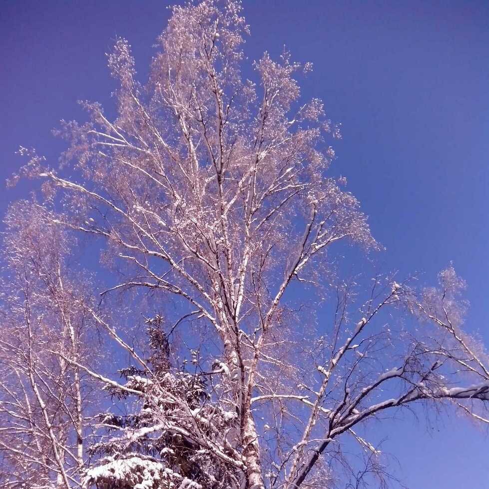 Голубой цвет так же привычен глазу человека, как и зелёный. Трава, листва, небо и море.