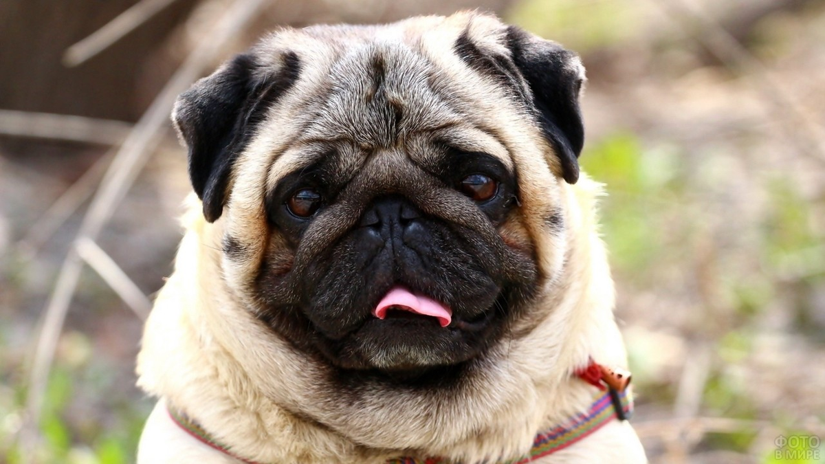 Все о мопсах