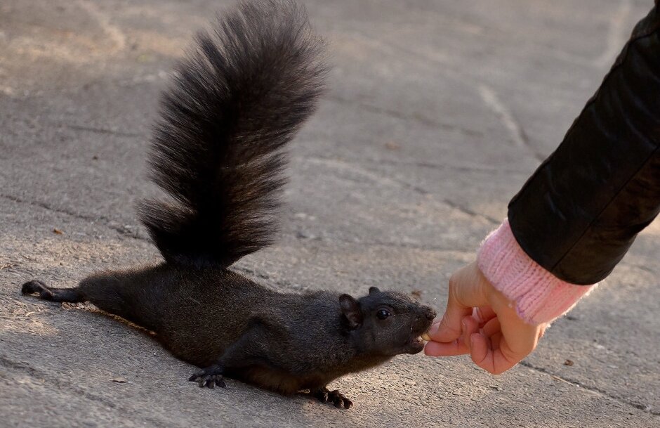 Источник: www.bielousov.com