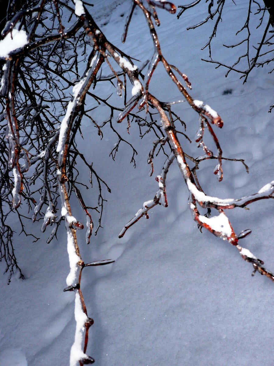 Декабрь 2010. Фото автора.