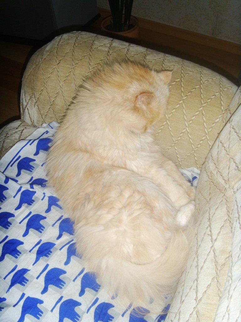 Дождь не даёт спать на солнышке? Ничего, спать можно и дома! Никуда от нас лето не денется, мы его всё равно дождёмся!